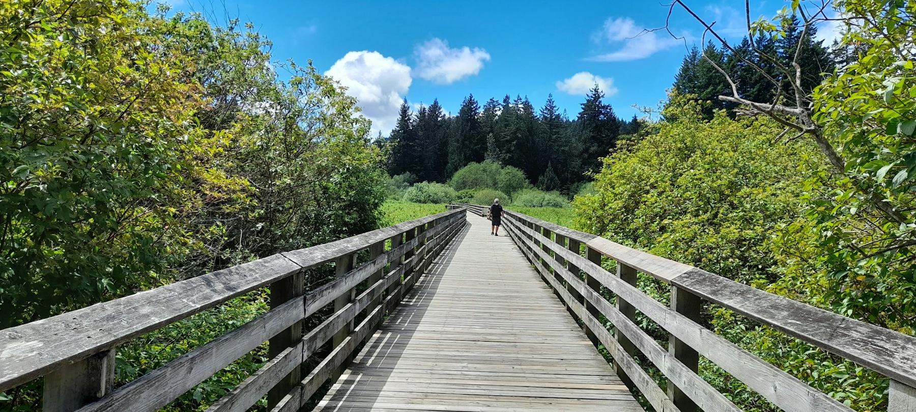 Wooden trestle bridge through forest